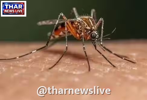 राजस्थान में डेंगू का प्रकोप: मामलों की संख्या एक हजार के पार, जयपुर और अलवर में स्थिति सबसे ज्यादा चिंताजनक