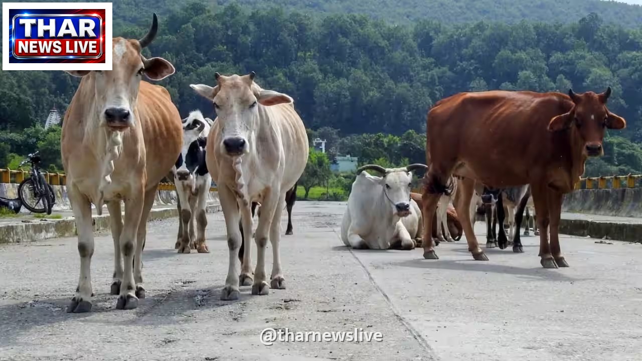 पशु आश्रय स्थल बनाने में खर्च होंगे 7,000 करोड़, NHAI ने सुप्रीम कोर्ट से जताई असमर्थता