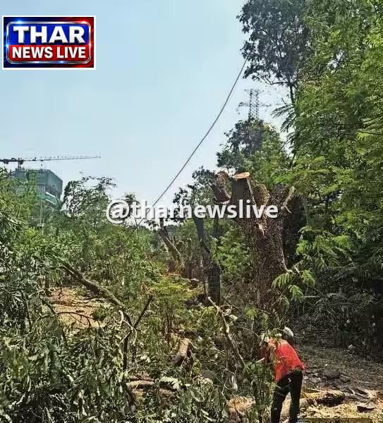 मुंबई: पाम बीच रोड के अंडरपास का हुआ रीडिजाइन, करीब 250 हरे-भरे पेड़ों को बचाया गया
